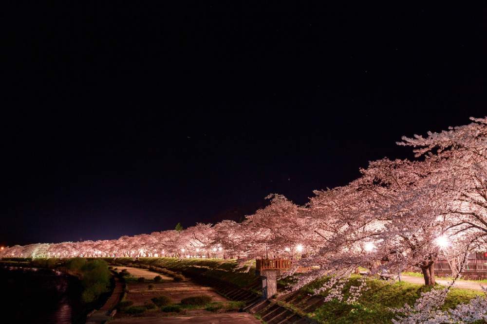 『桜と恋』の和歌１５選｜日本の美しい言葉