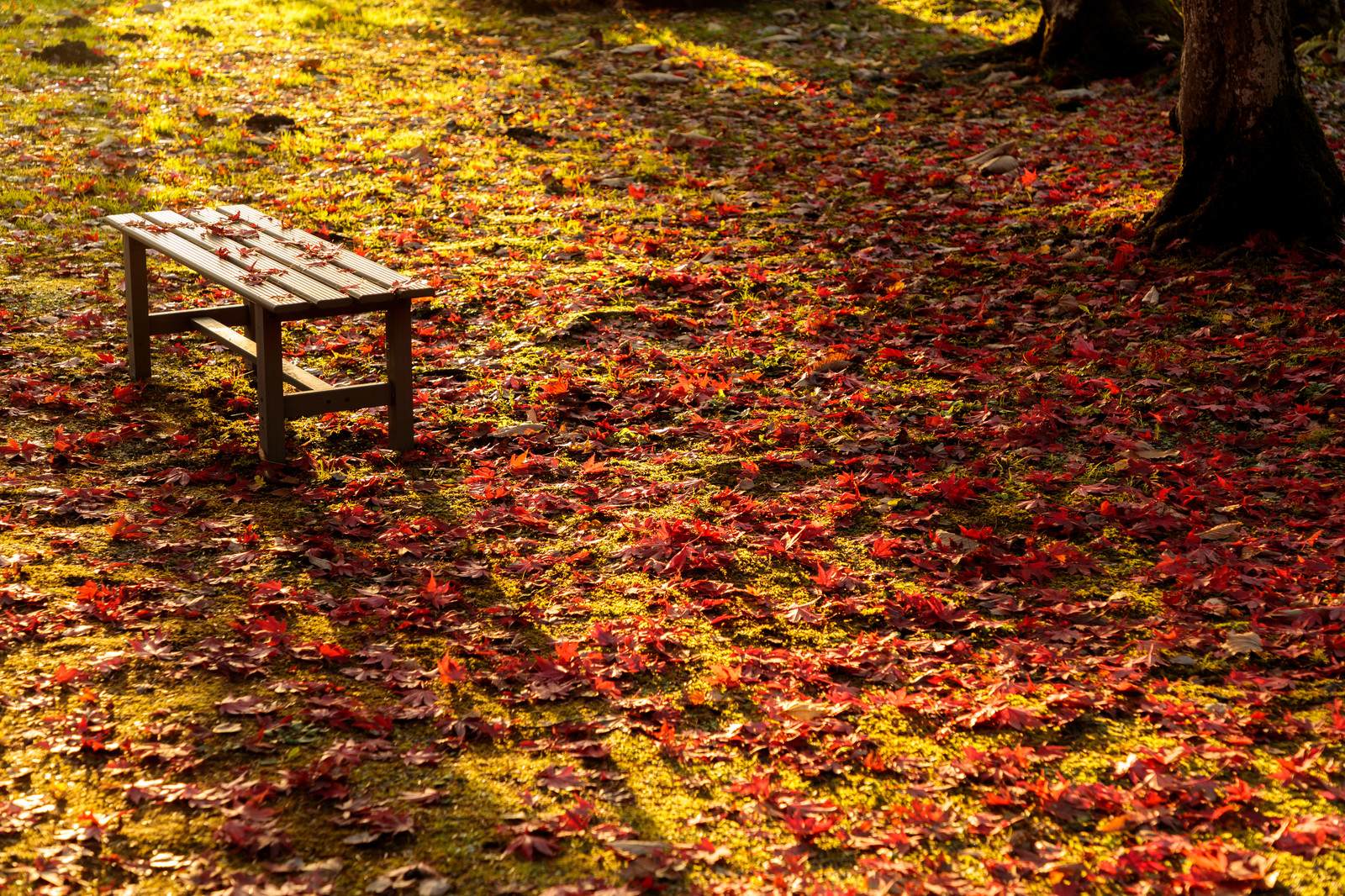【 秋を表現する言葉一覧】季語 - 季節の美しい言葉