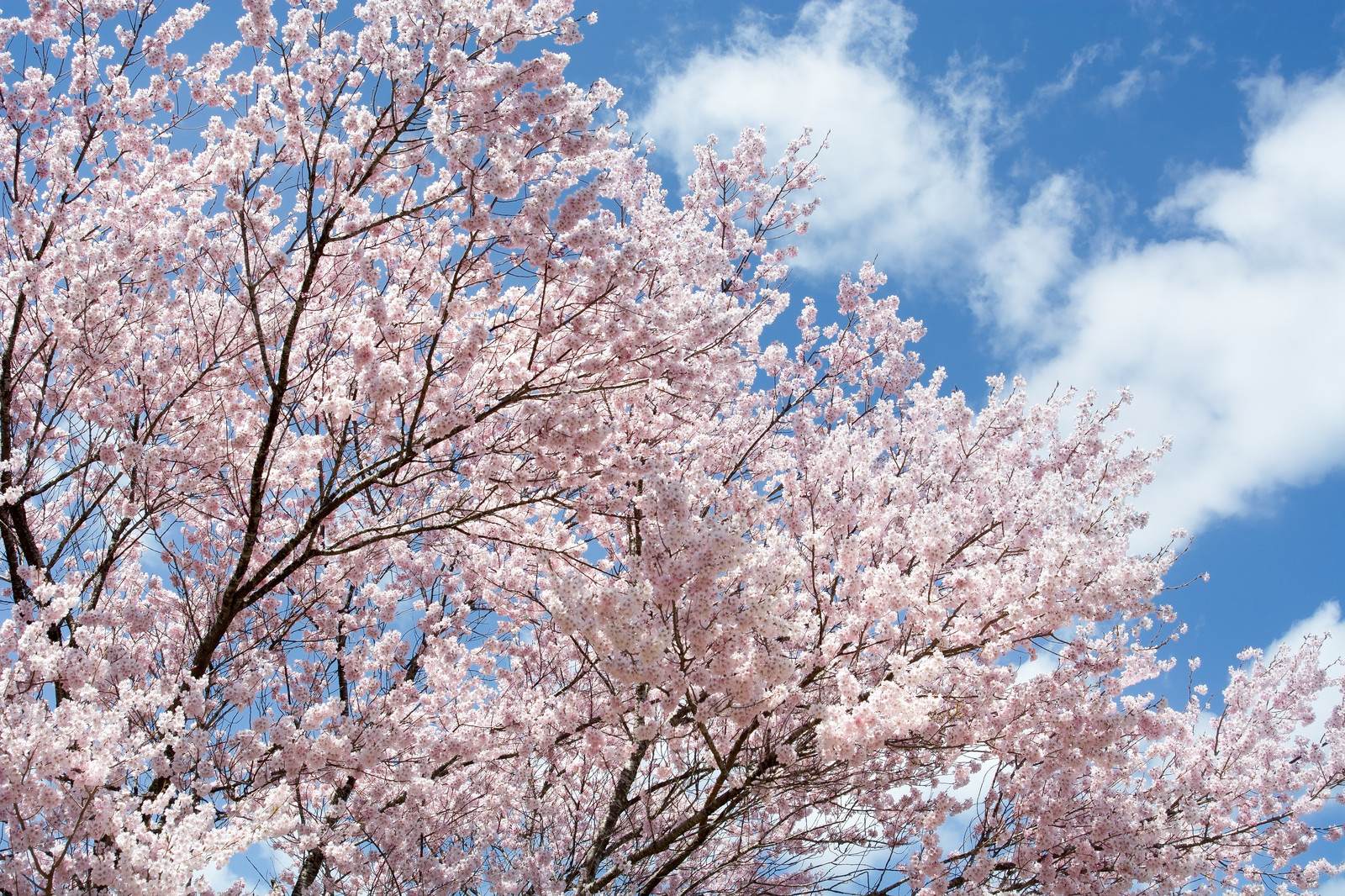 【春を表現する言葉一覧】季語 - 季節の美しい言葉