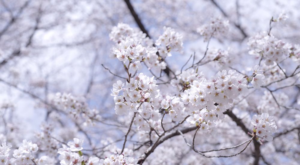 『桜』の付く季語 一覧 – 季節の美しい言葉