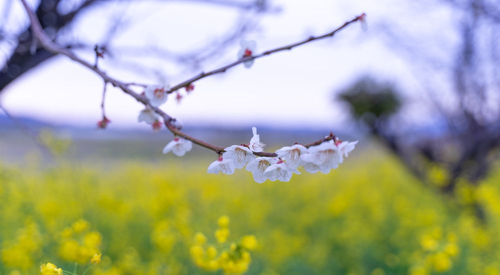 『春の花』の季語 一覧 – 季節の美しい言葉