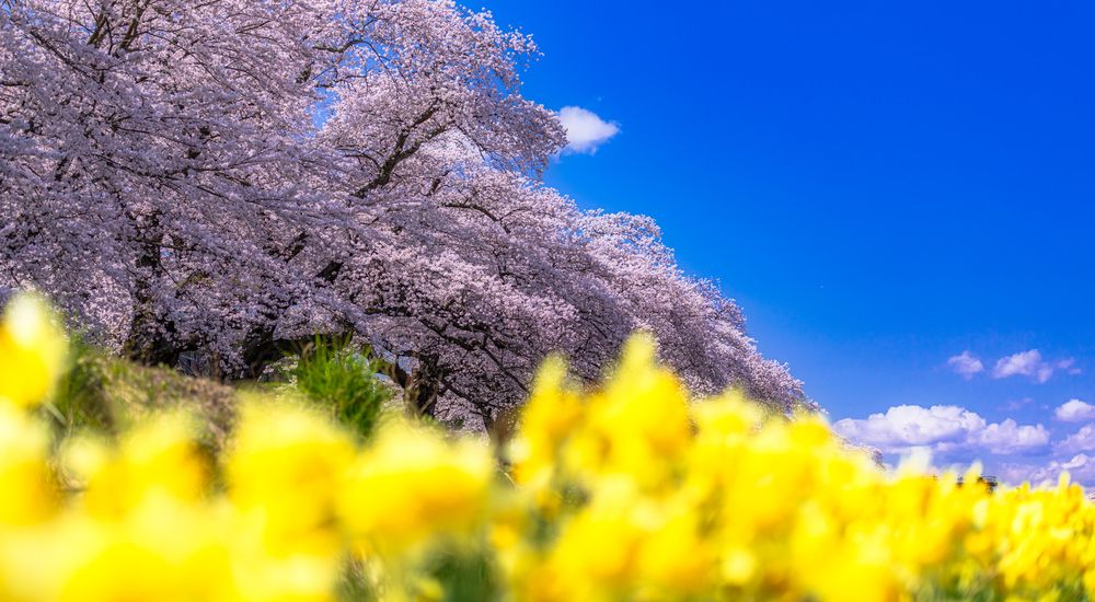 『春』の付く季語 一覧 – 季節の美しい言葉