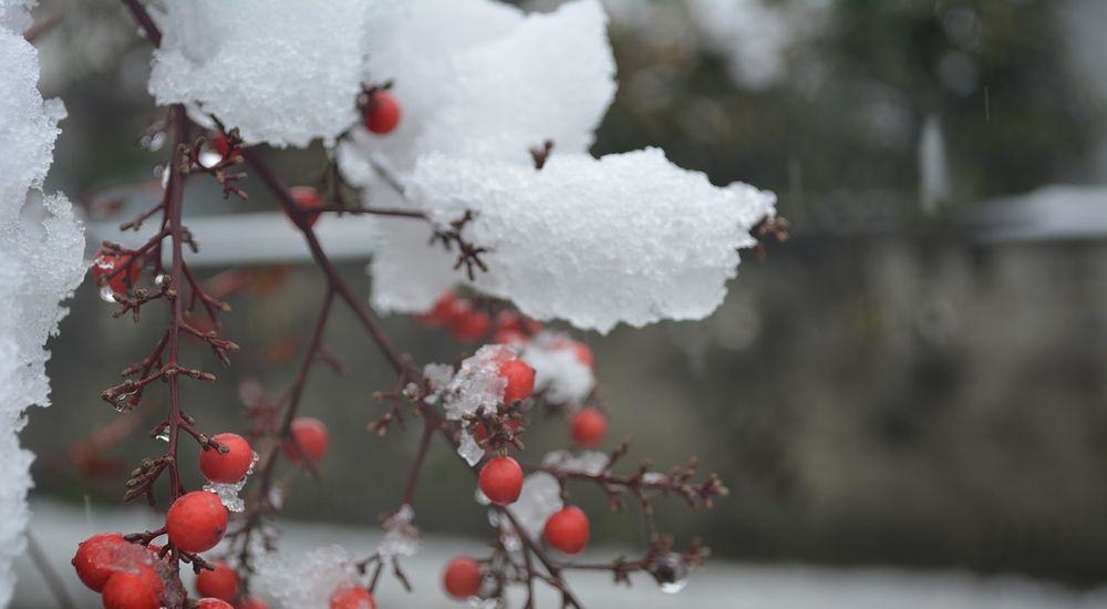 『冬の植物』の季語 一覧 – 季節の美しい言葉