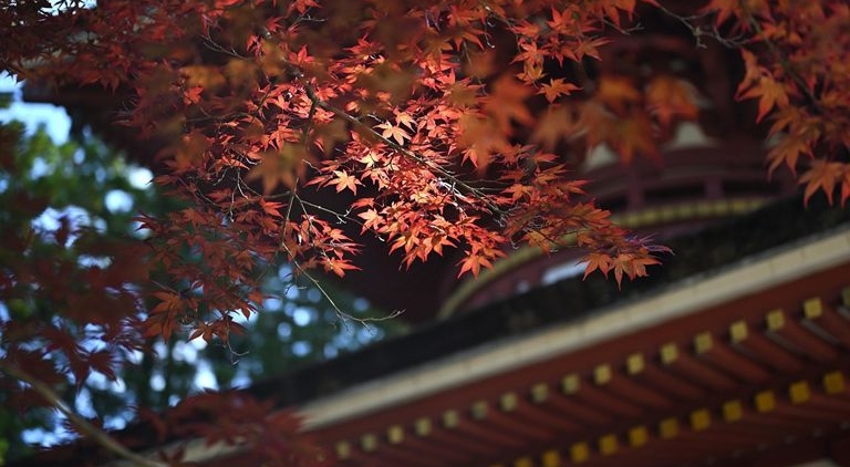 秋を表す美しい日本語150選｜感情・風景・和の美を感じる言葉